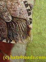 /home//u458753944/public_html/sourcegallery////////////Insects and small critters/aphids cicadas lanternflies and true bugs (Hemiptera)/PC250062.JPG